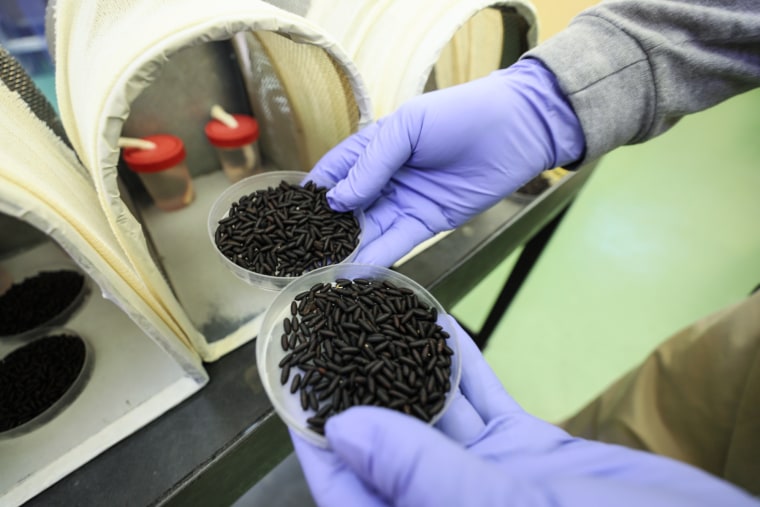 a worker holds two small containers of New World Screwworm fly pupae
